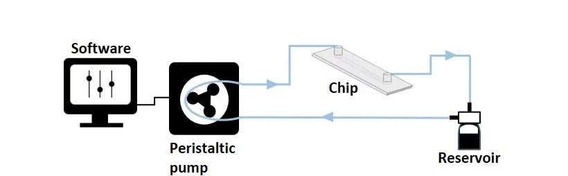 Peristaltic Pump Assisted Recirculation in Cell Culture