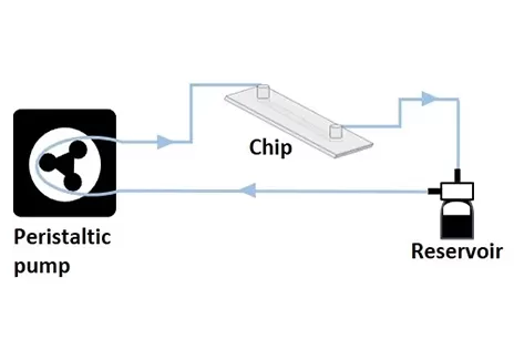 Peristaltic Pump Assisted Recirculation in Cell Culture